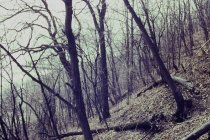 Route of future new beach road